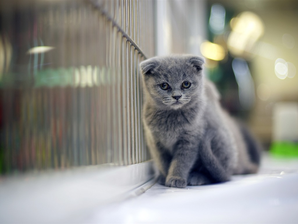 Cute pets, Scottish Fold cat HD wallpapers #16 - 1024x768