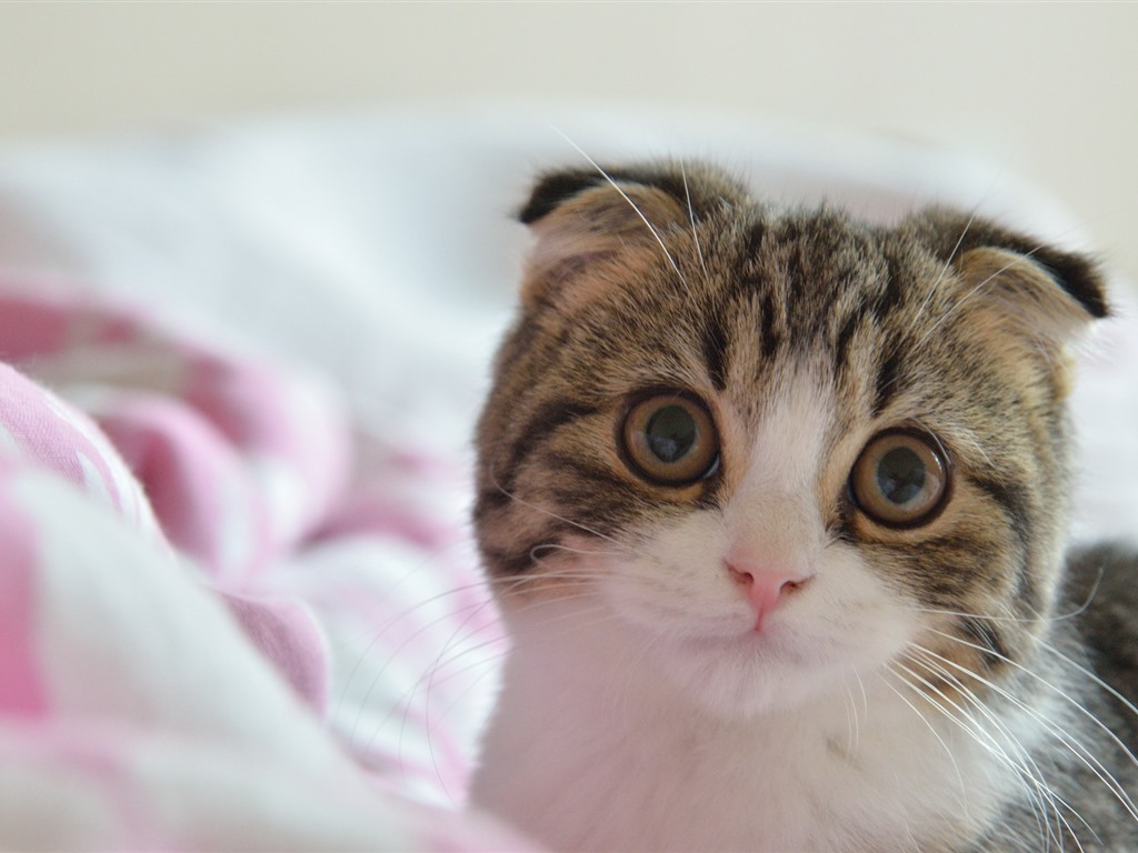 Cute pets, Scottish Fold cat HD wallpapers #17 - 1024x768