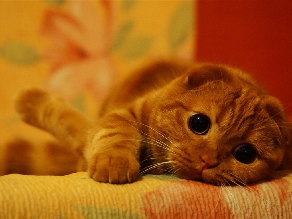 Cute pets, Scottish Fold cat HD wallpapers #18 - 1024x768