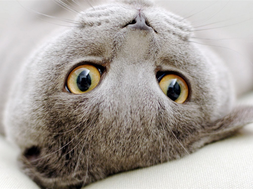 Cute pets, Scottish Fold cat HD wallpapers #19 - 1024x768