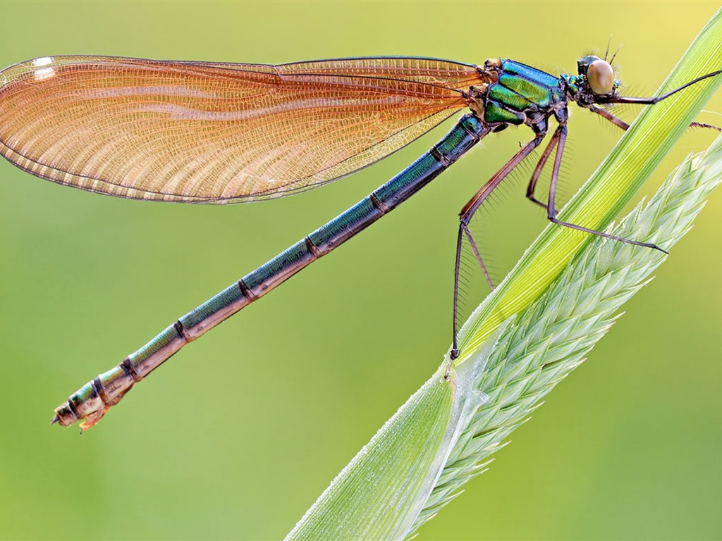 Insecte close-up, fonds d'écran HD libellule #2 - 1024x768