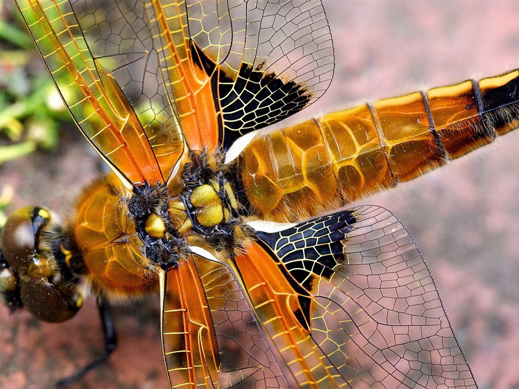 Insecte close-up, fonds d'écran HD libellule #4 - 1024x768