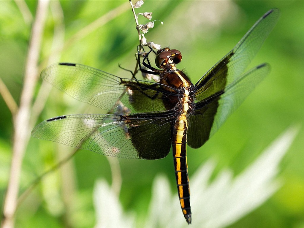 Insecte close-up, fonds d'écran HD libellule #5 - 1024x768