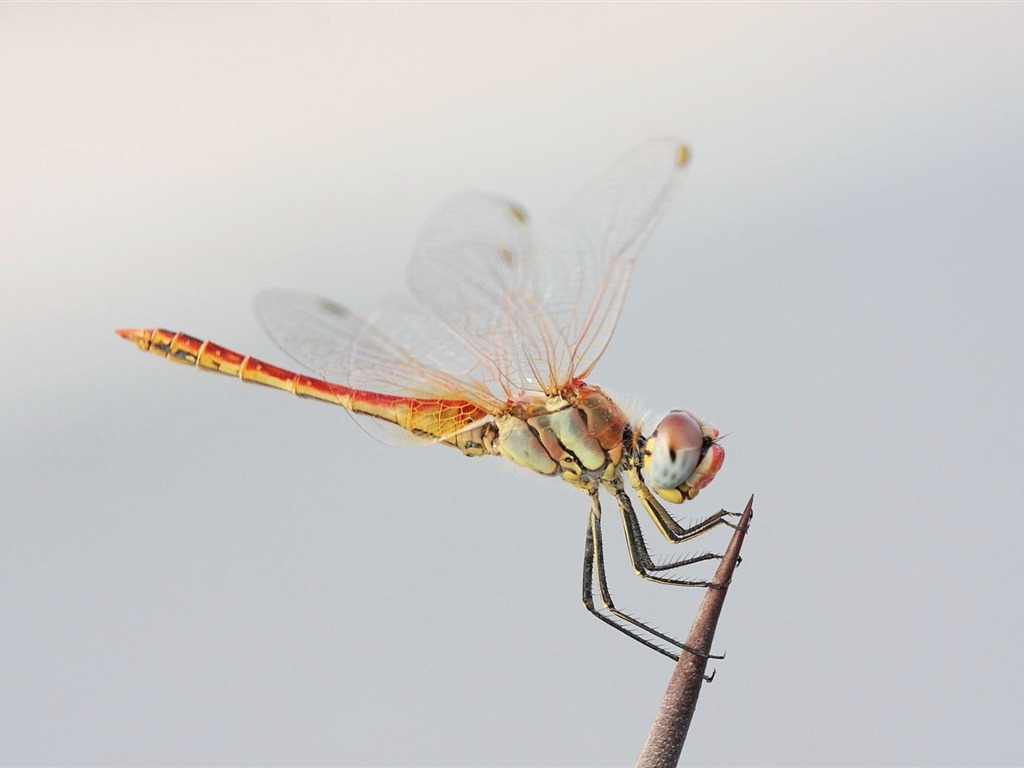 Insecte close-up, fonds d'écran HD libellule #6 - 1024x768