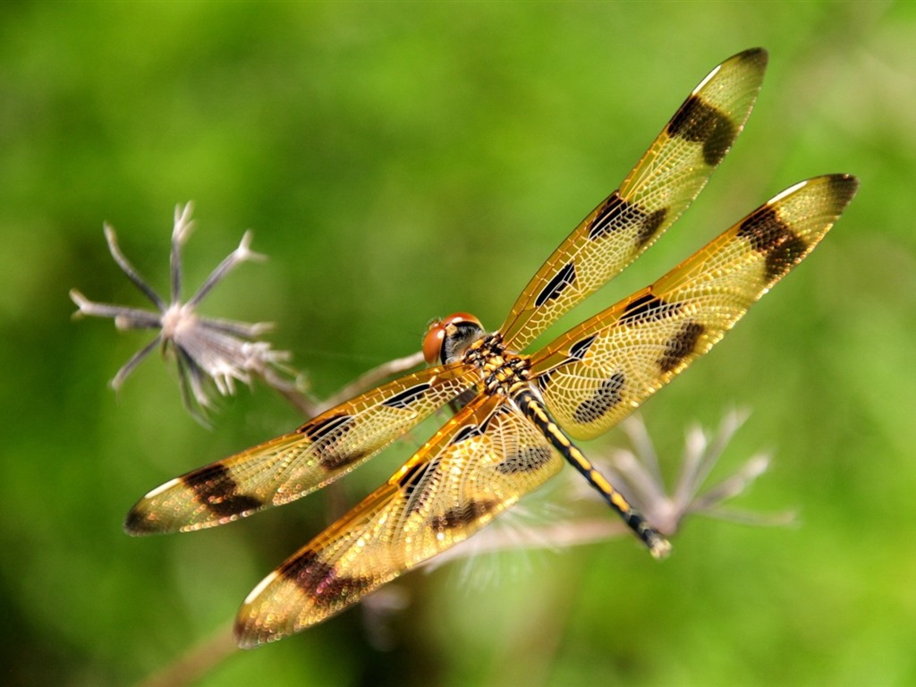 Insecte close-up, fonds d'écran HD libellule #11 - 1024x768