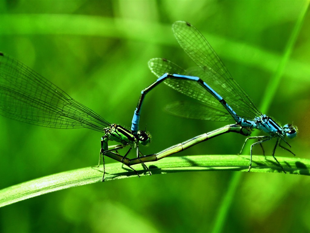 Insecte close-up, fonds d'écran HD libellule #14 - 1024x768