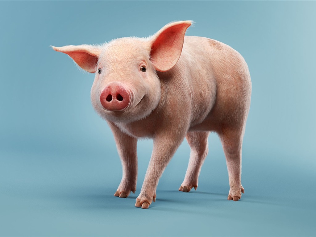 猪年关于猪的高清壁纸1 - 1024x768