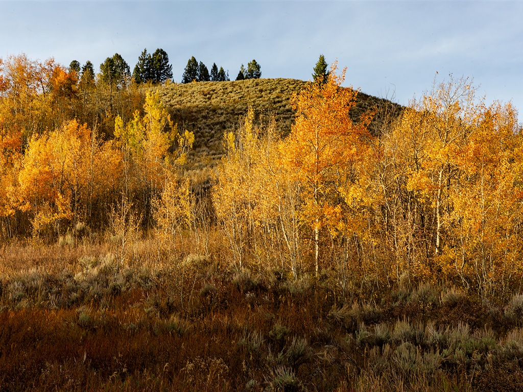 USA-großartige Teton Nationalparknatur-Landschaftstapeten HD #14 - 1024x768