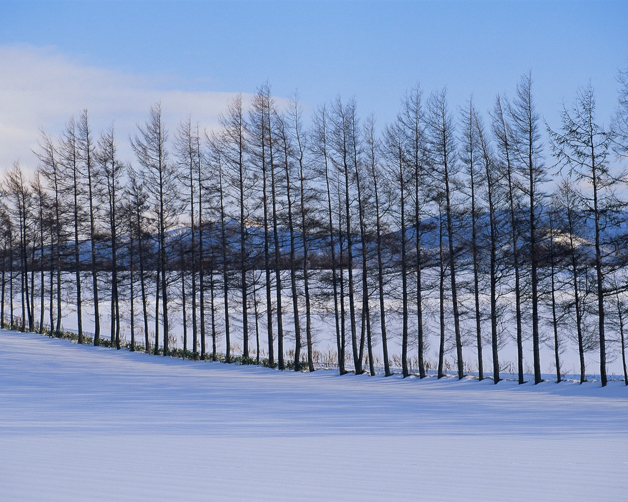 Sníh les tapety (1) #1 - 1280x1024