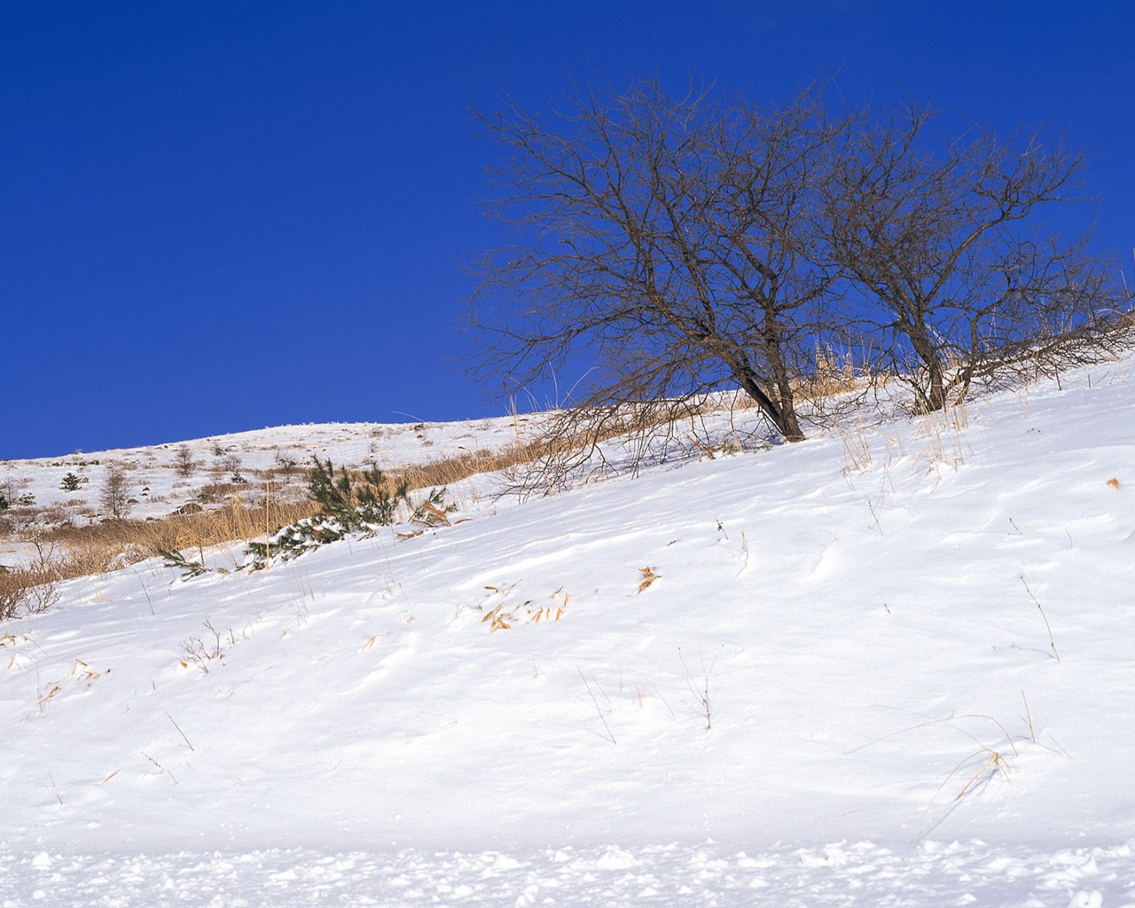 Sníh les tapety (1) #15 - 1280x1024