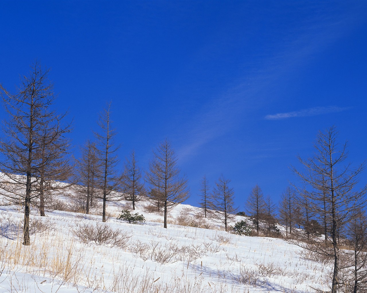 Sníh les tapety (1) #16 - 1280x1024