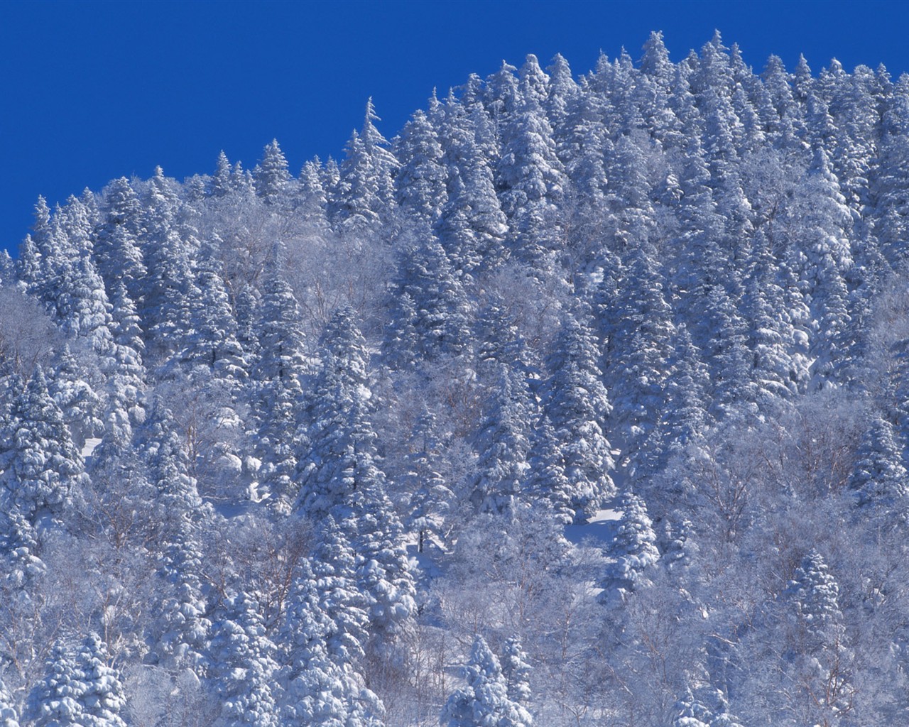 forêt, la neige fond d'écran (2) #6 - 1280x1024