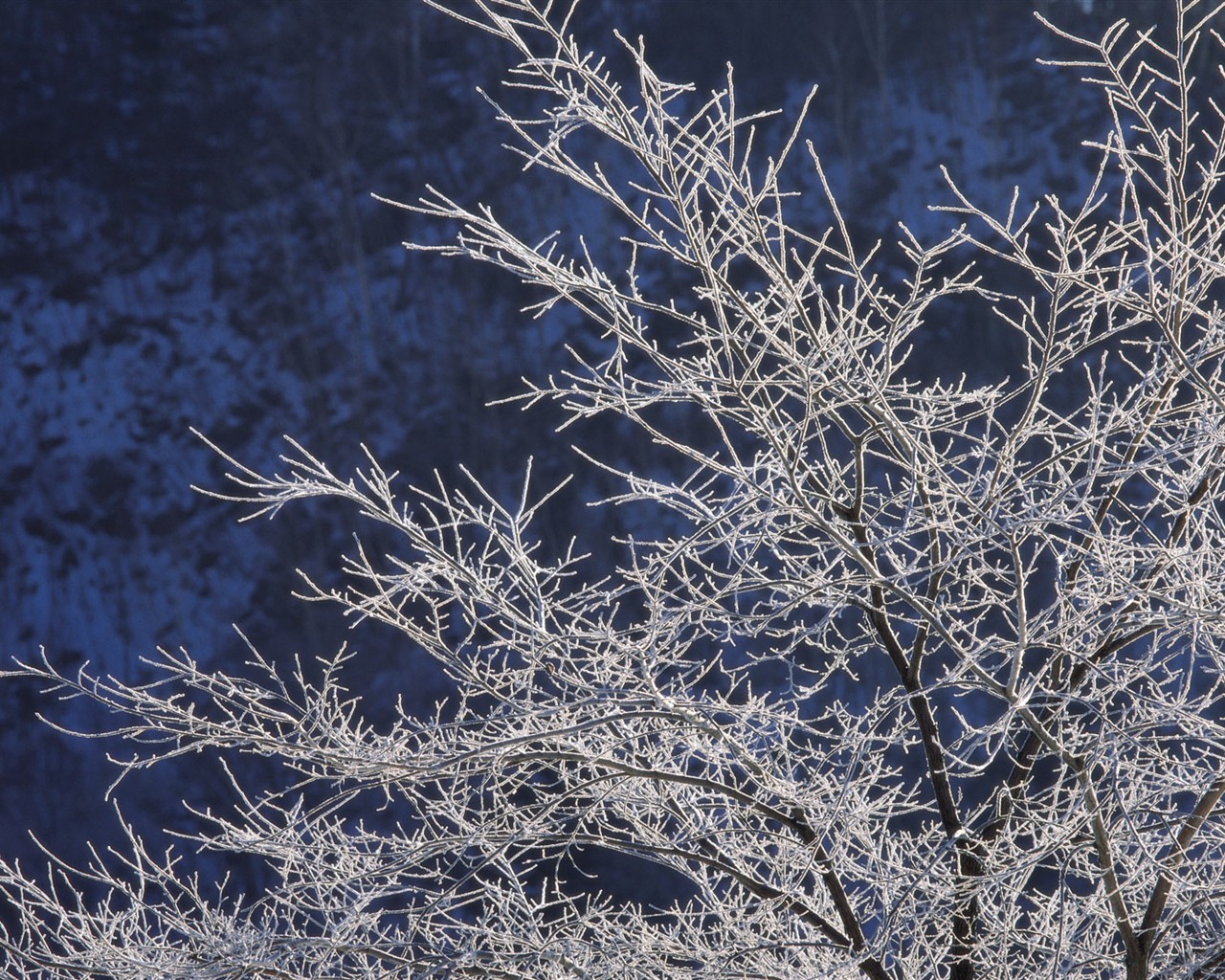 forêt, la neige fond d'écran (2) #9 - 1280x1024