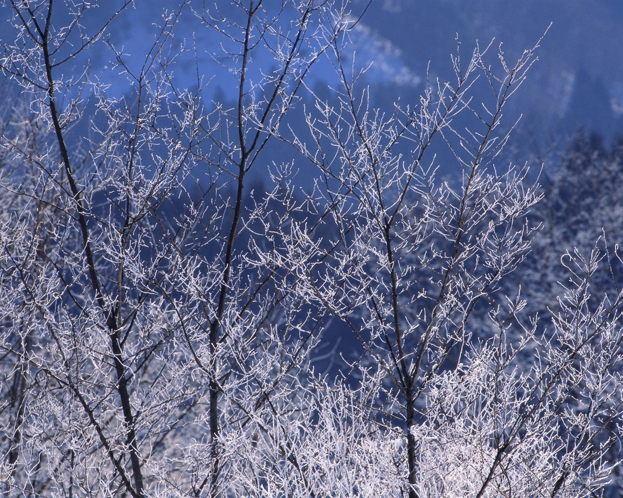 Снег лесной обои (2) #10 - 1280x1024