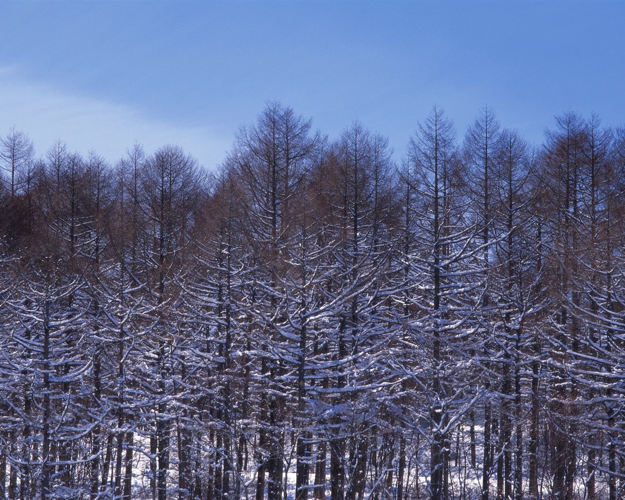 forêt, la neige fond d'écran (2) #17 - 1280x1024