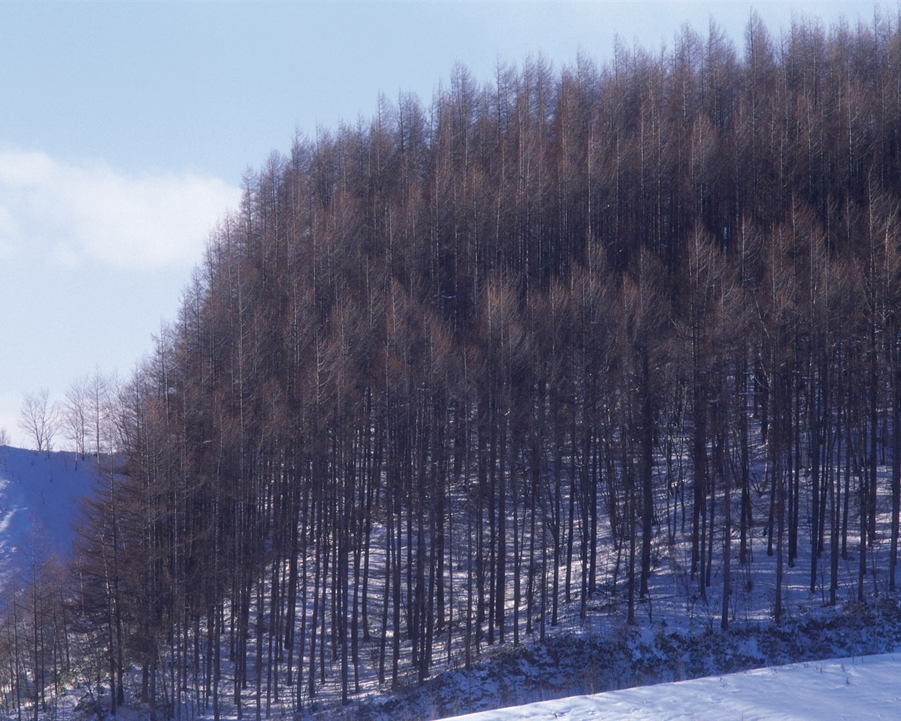 forêt, la neige fond d'écran (2) #18 - 1280x1024