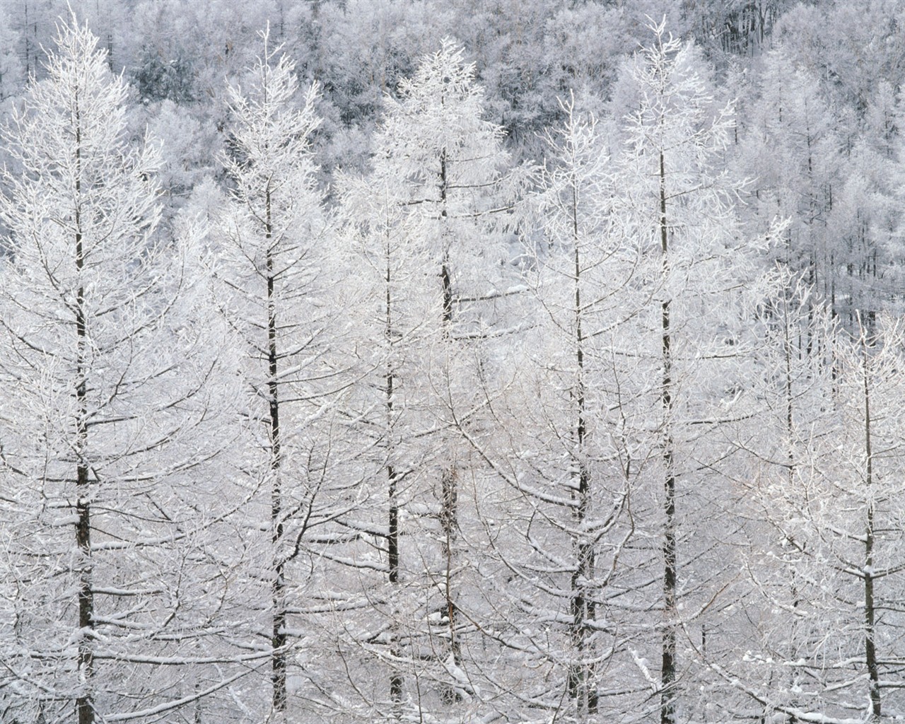 Снег лесной обои (2) #19 - 1280x1024