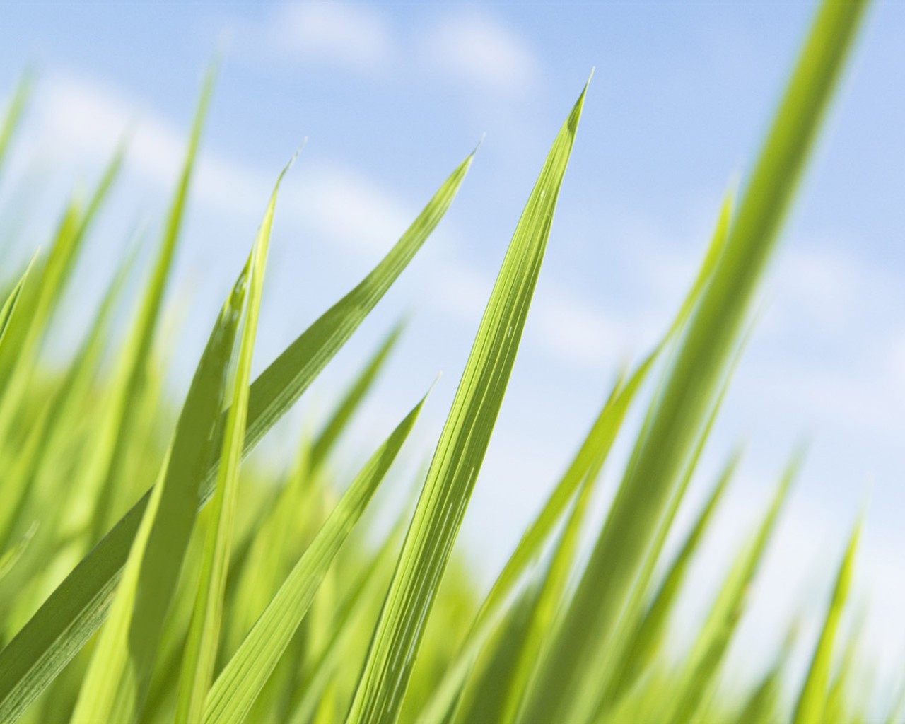 Green Grass fondo de pantalla (1) #6 - 1280x1024