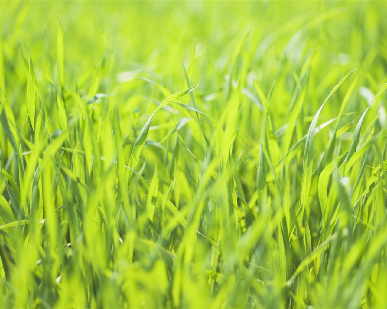 Green Grass обои (2) #3 - 1280x1024