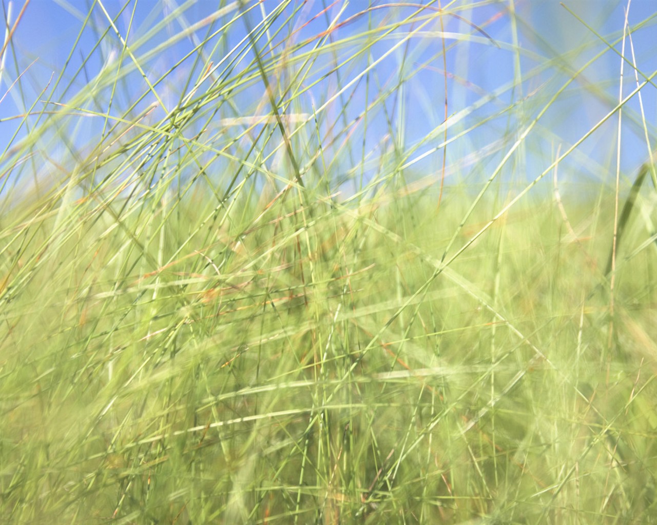 푸른 잔디의 벽지 (2) #12 - 1280x1024