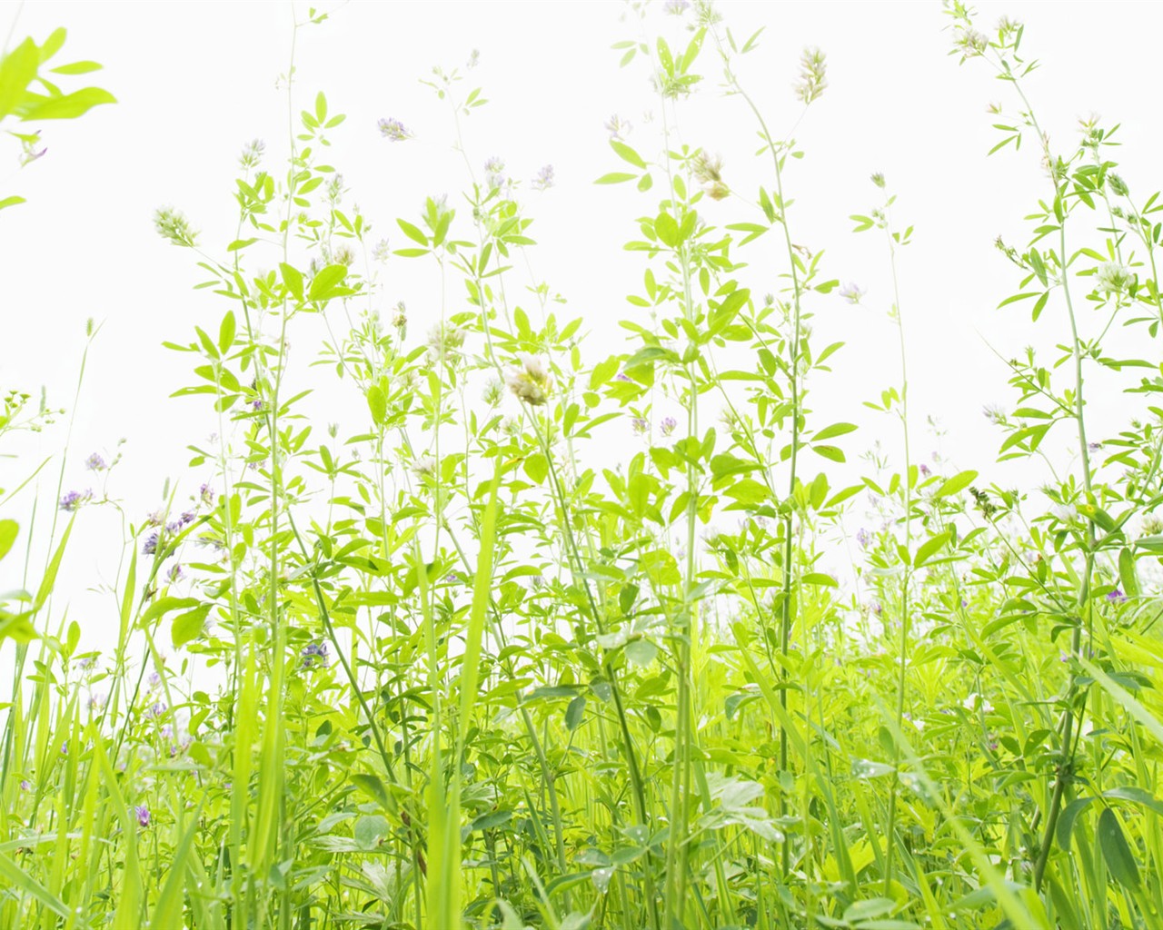 Green Grass обои (4) #4 - 1280x1024