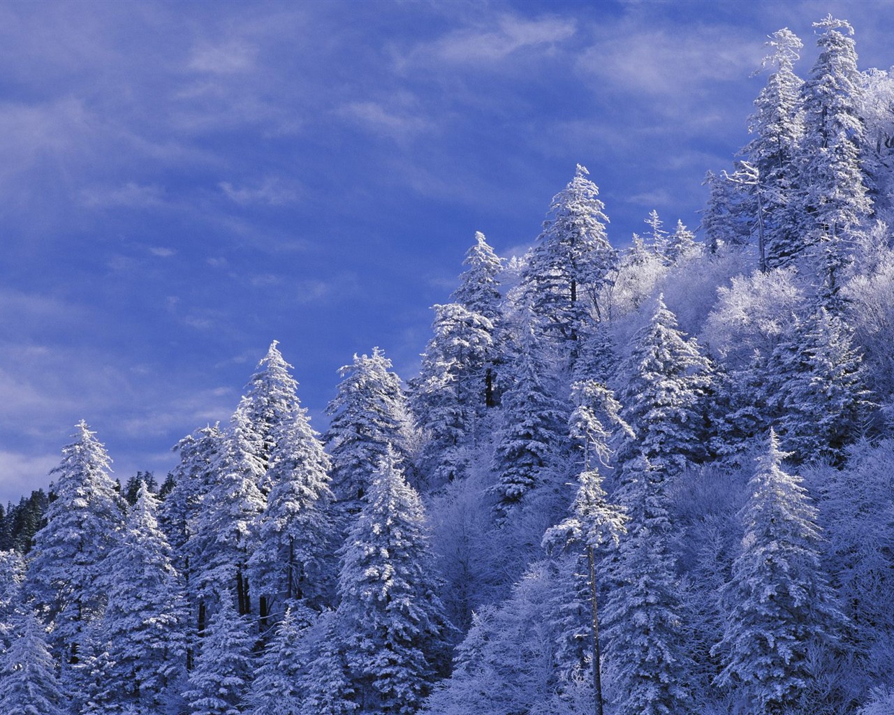 Снег лесной обои (3) #2 - 1280x1024