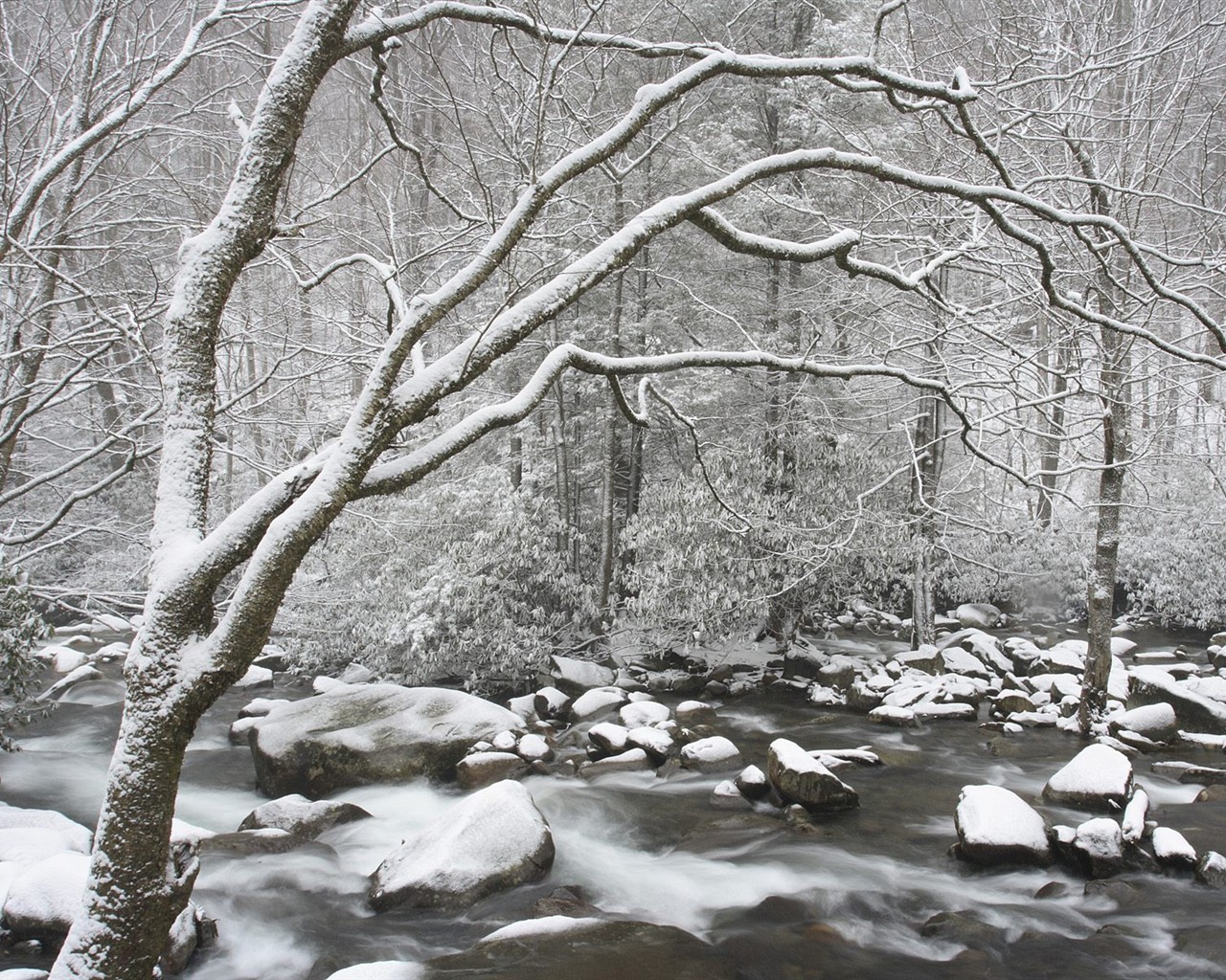 Nieve fondos de escritorio de los bosques (3) #12 - 1280x1024