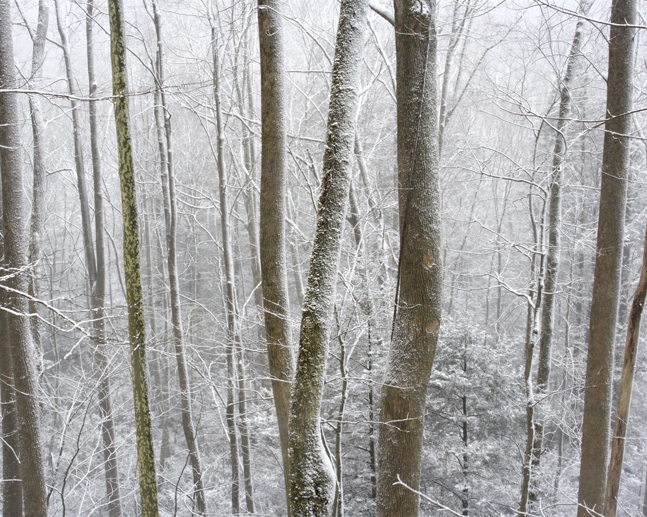 Sníh lesa tapetu (3) #14 - 1280x1024