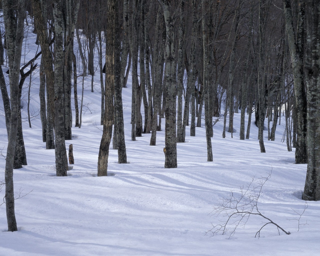 Nieve fondos de escritorio de los bosques (3) #17 - 1280x1024