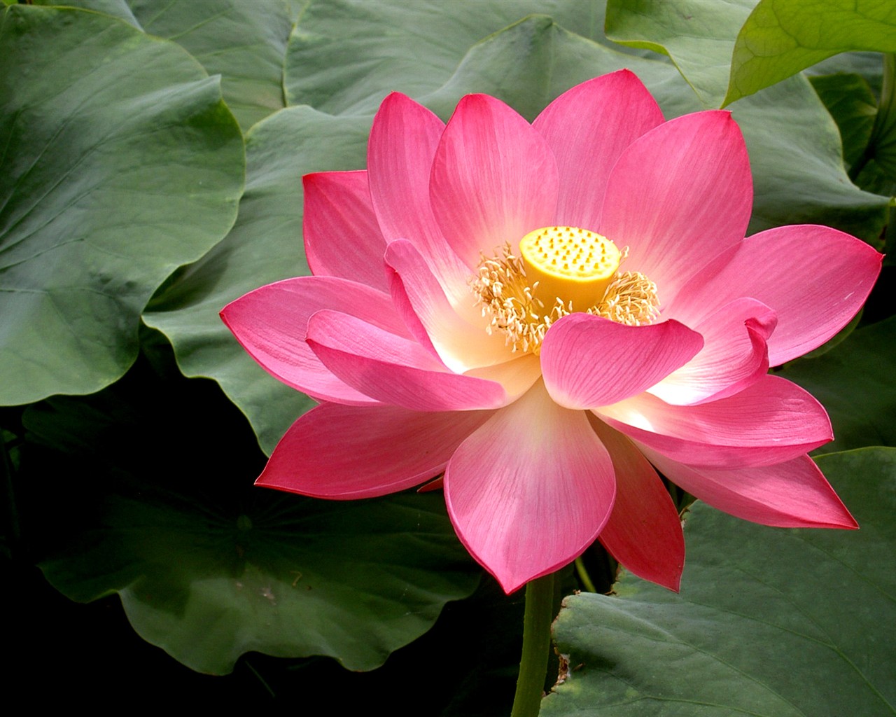 Beau fond d'écran de lotus #25 - 1280x1024