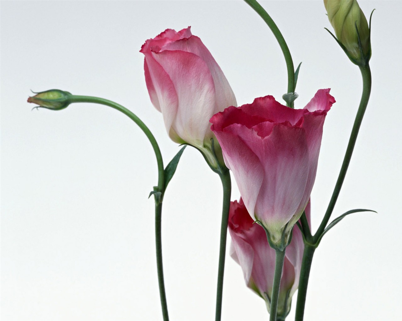 Flower Hintergrundbilder Selection (1) #2 - 1280x1024