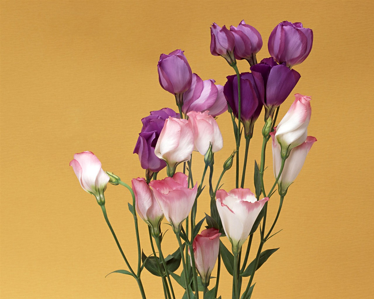 Květ Tapety na plochu výběr (1) #3 - 1280x1024