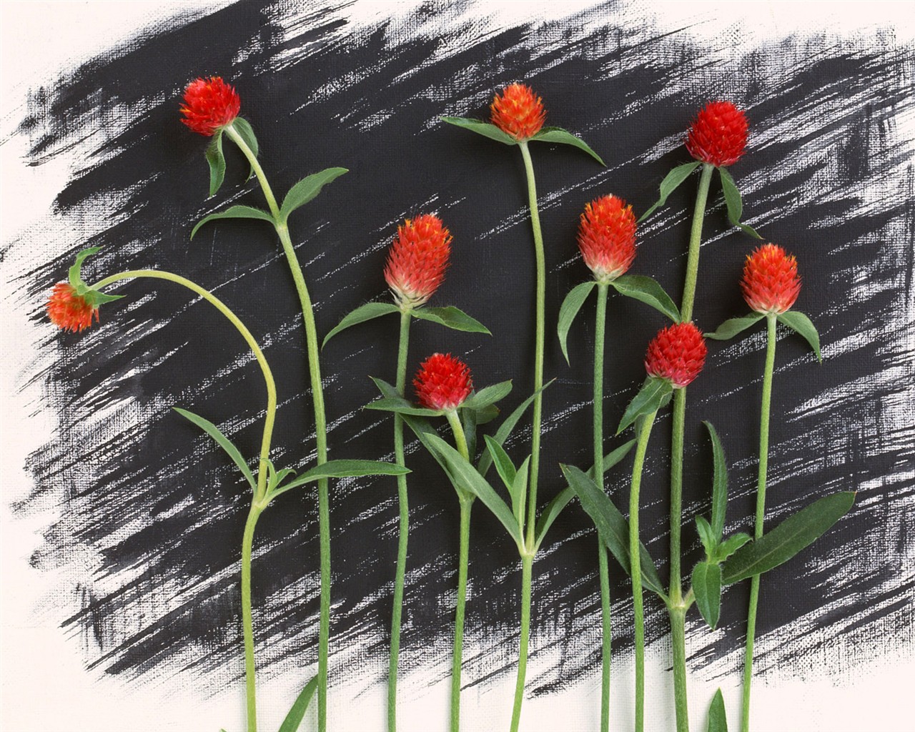 Květ Tapety na plochu výběr (1) #17 - 1280x1024