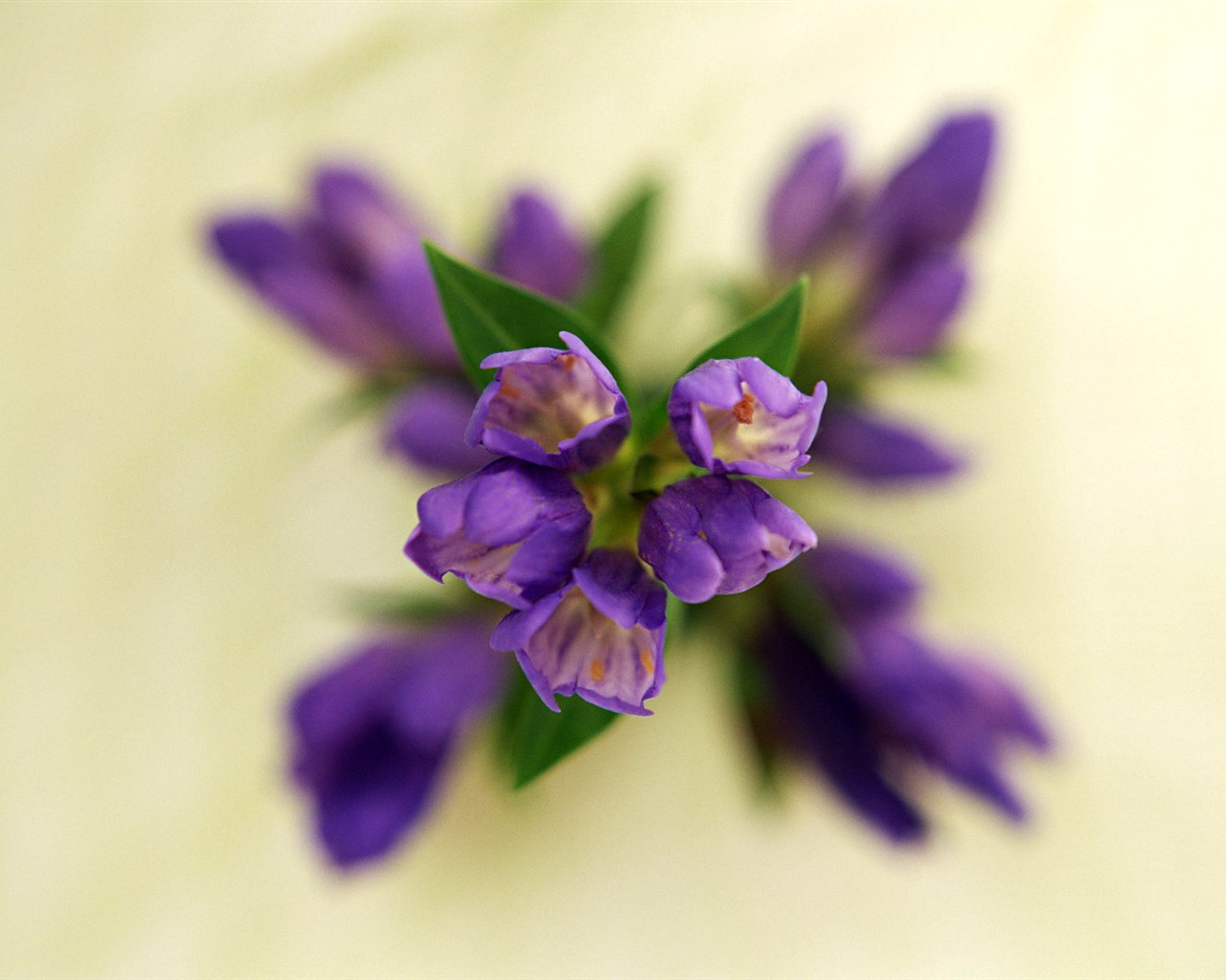 Květ Tapety na plochu výběr (1) #21 - 1280x1024