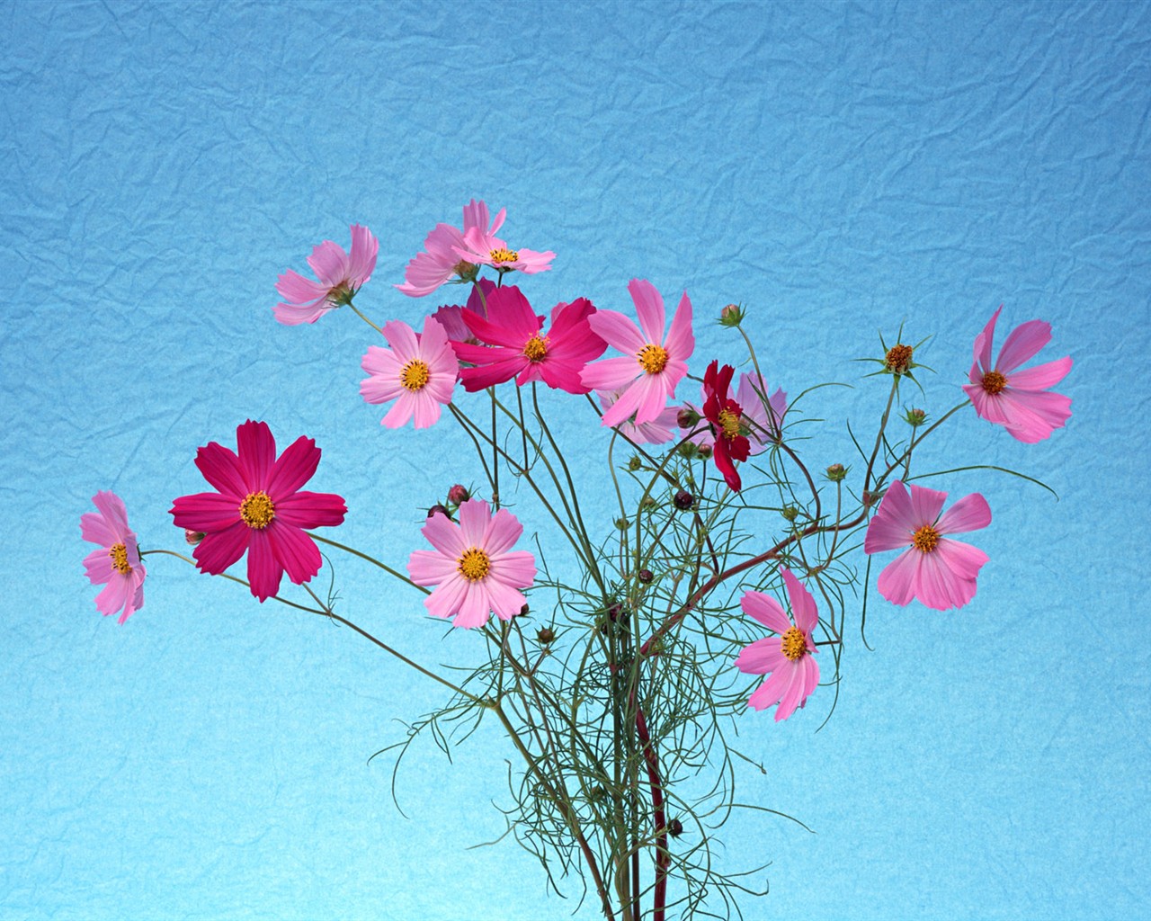 Květ Tapety na plochu výběr (1) #24 - 1280x1024
