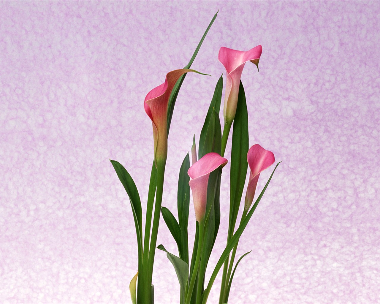 Květ Tapety na plochu výběr (1) #26 - 1280x1024
