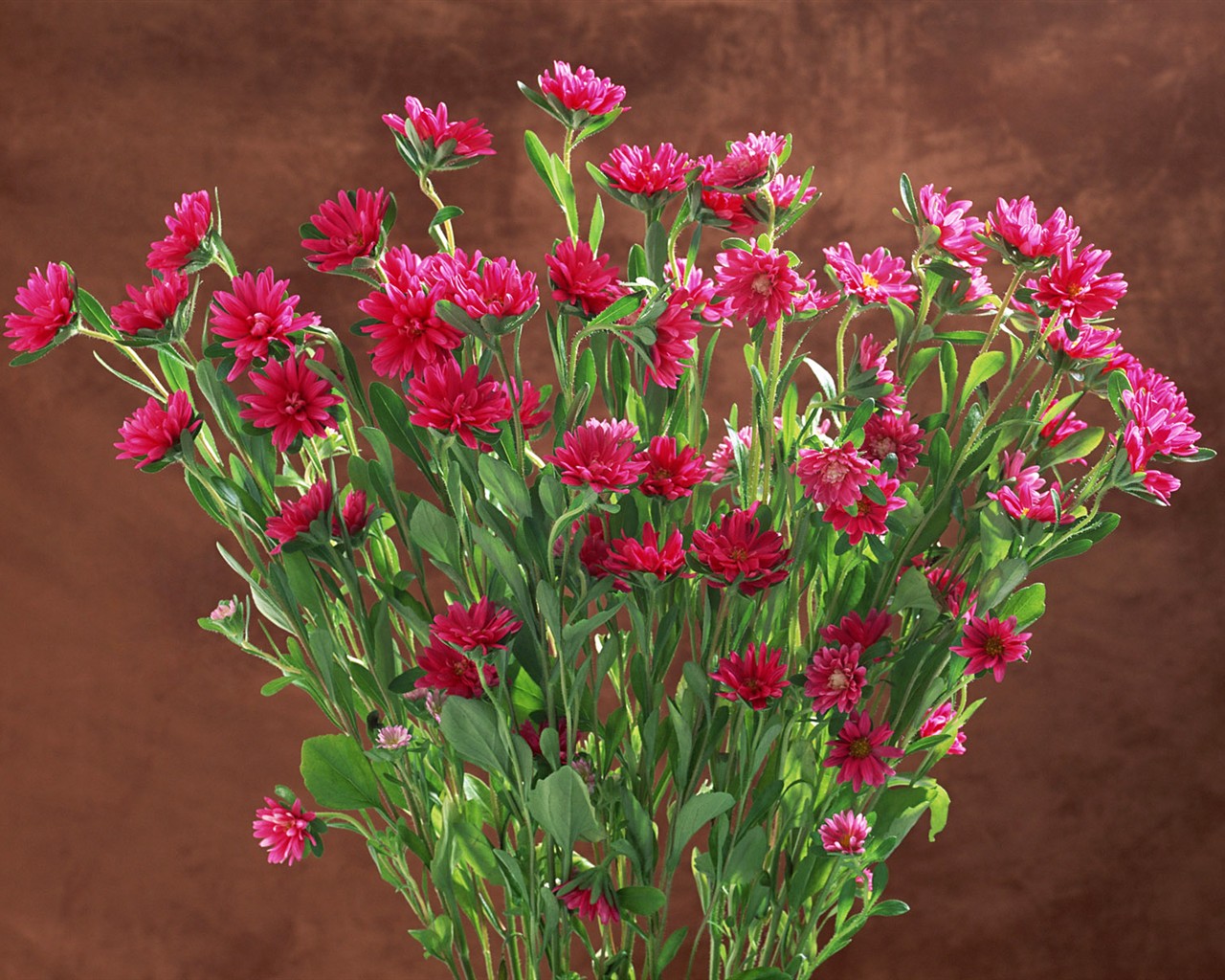 Květ Tapety na plochu výběr (1) #31 - 1280x1024