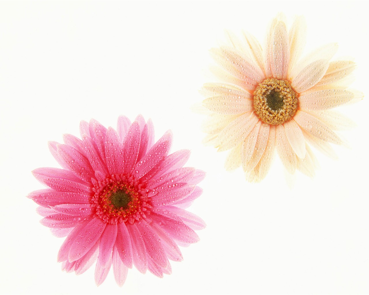 Květ Tapety na plochu výběr (1) #34 - 1280x1024