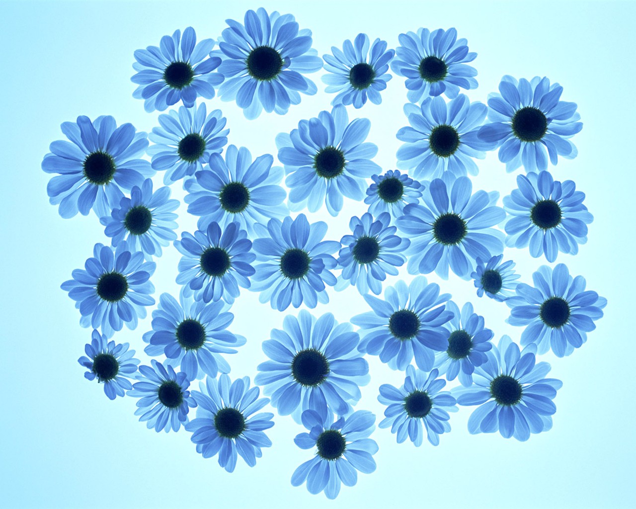 Květ Tapety na plochu výběr (1) #35 - 1280x1024