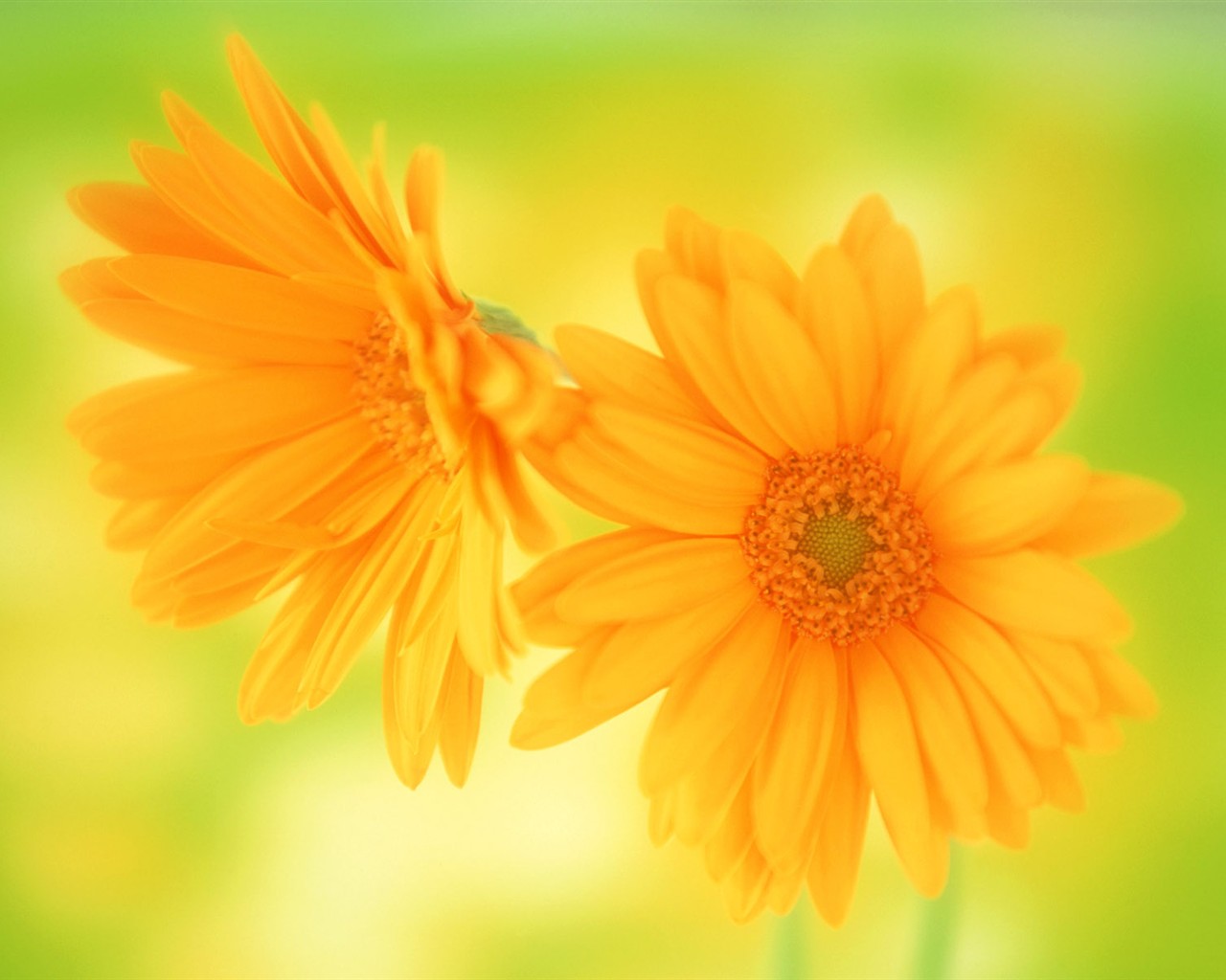 Květ Tapety na plochu výběr (1) #37 - 1280x1024