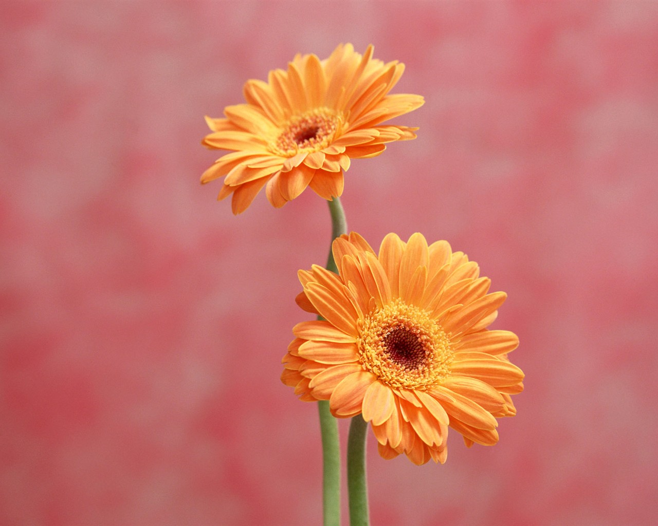 Květ Tapety na plochu výběr (1) #38 - 1280x1024
