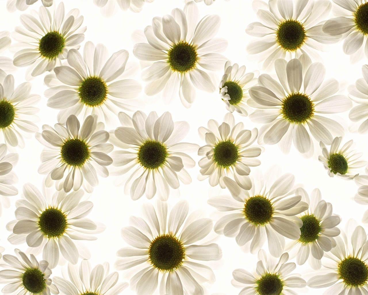 Květ Tapety na plochu výběr (1) #40 - 1280x1024