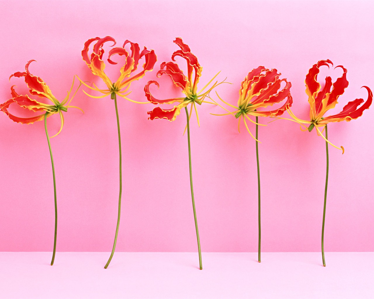 Flower Hintergrundbilder Selection (2) #5 - 1280x1024