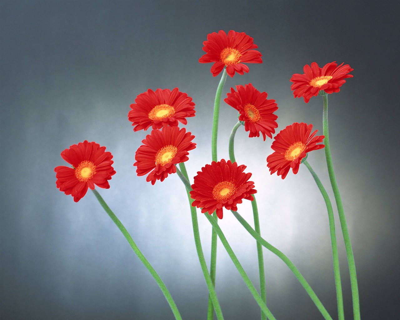 Flower Hintergrundbilder Selection (2) #10 - 1280x1024