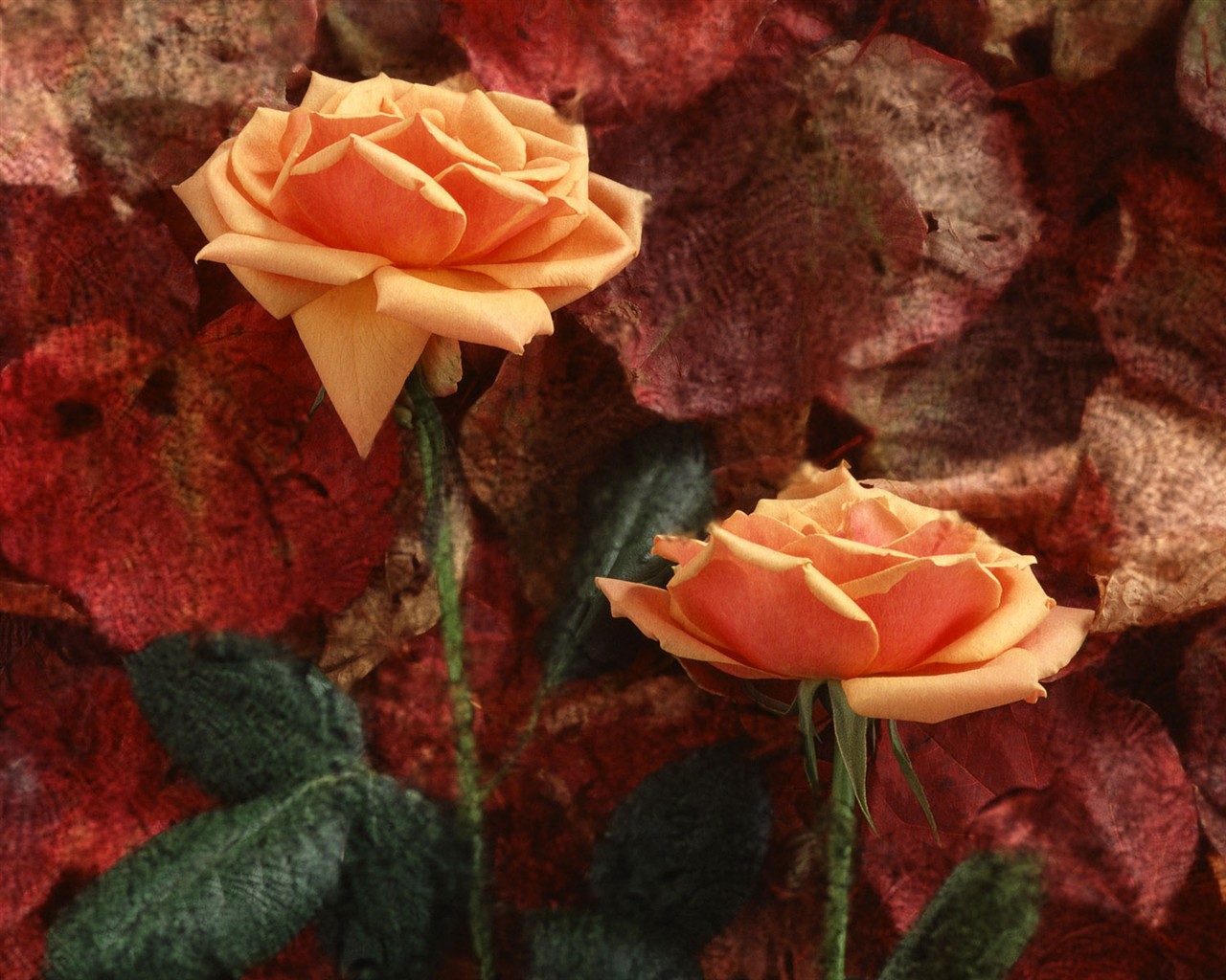 Flower Hintergrundbilder Selection (2) #18 - 1280x1024