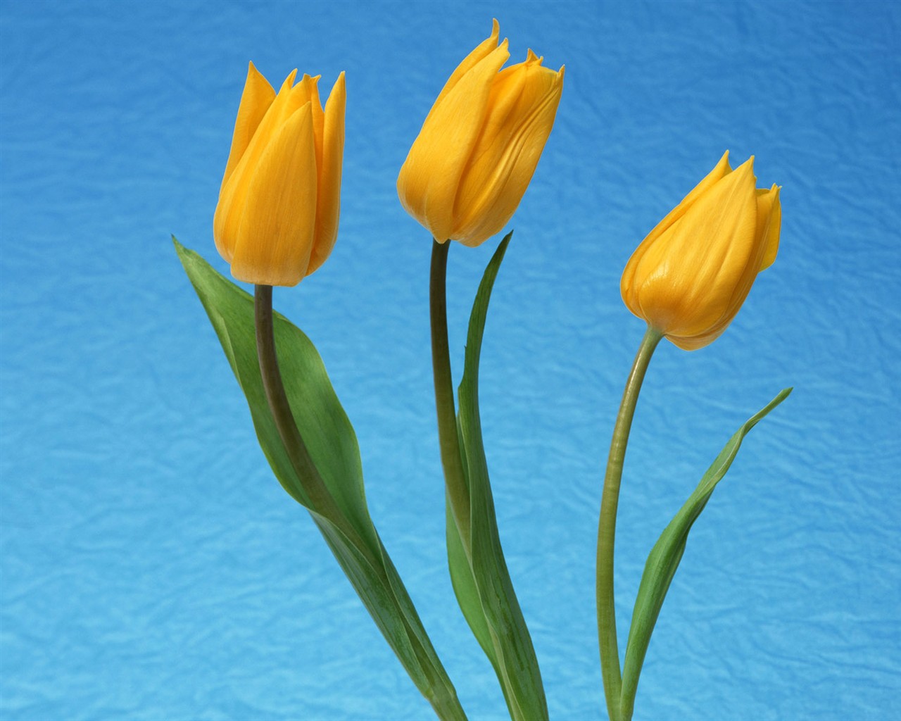 Květ Tapety na plochu výběr (2) #26 - 1280x1024
