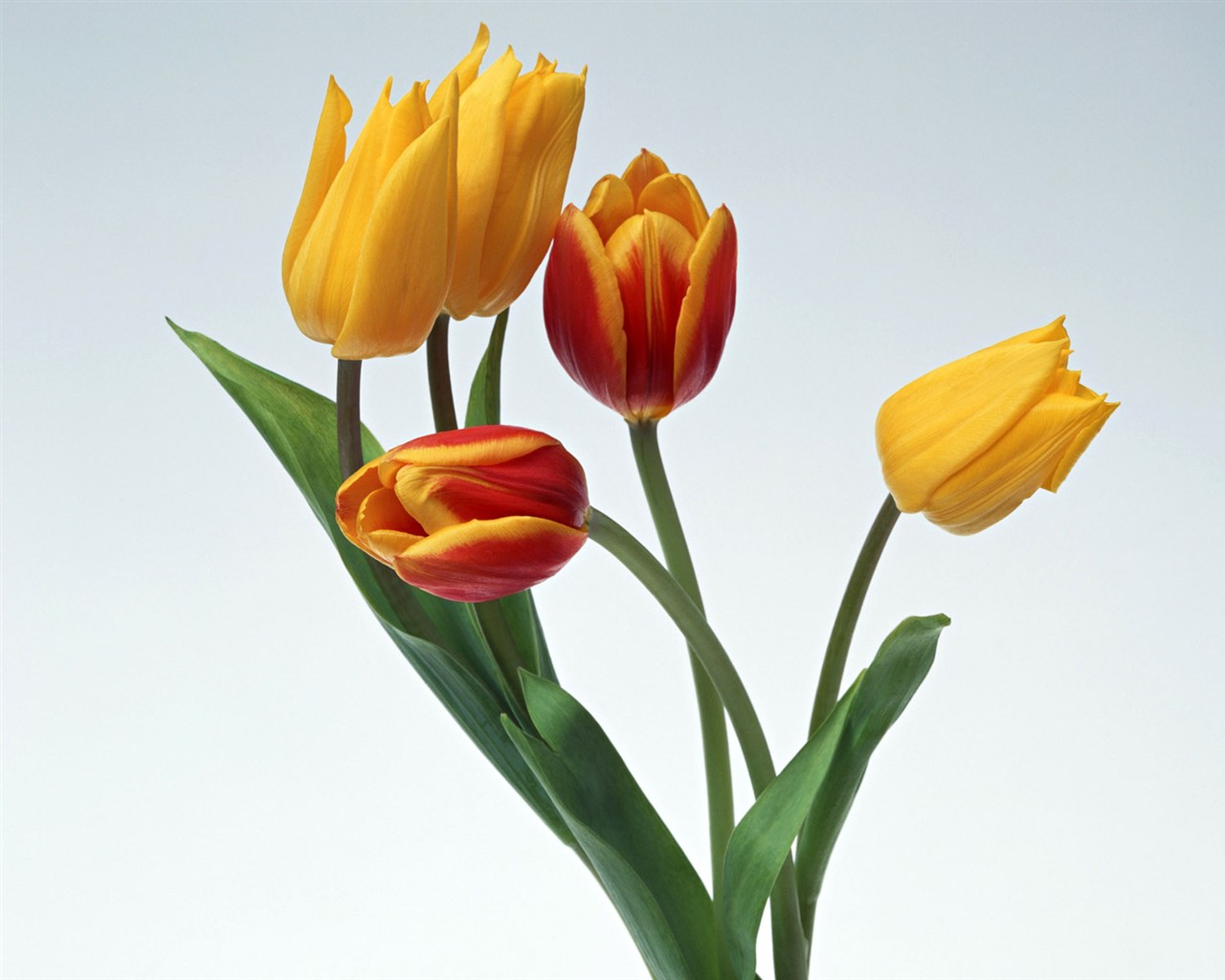 Květ Tapety na plochu výběr (2) #32 - 1280x1024
