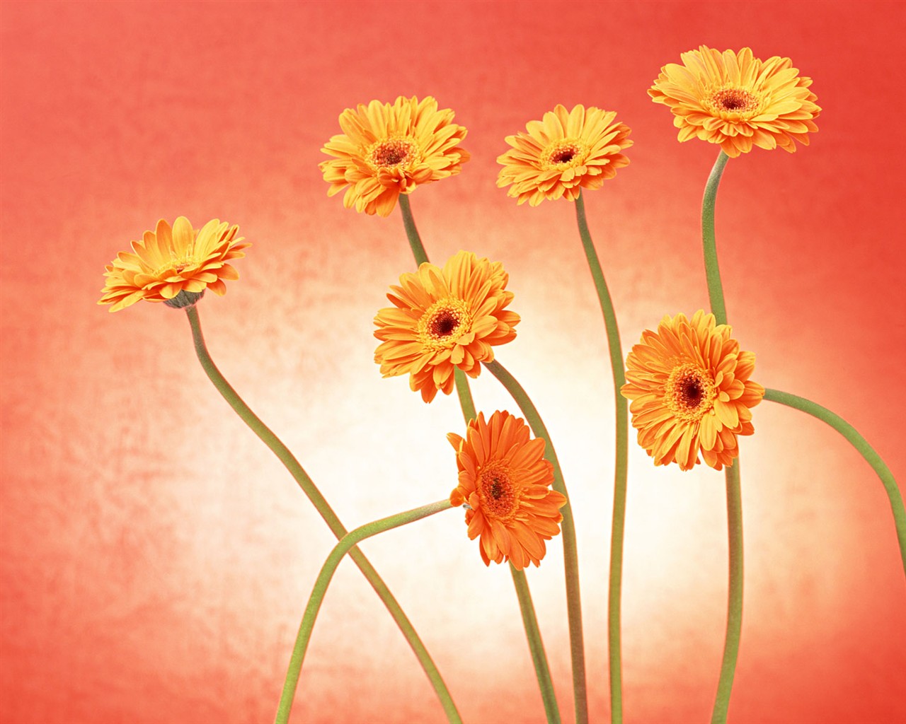 Květ Tapety na plochu výběr (2) #33 - 1280x1024