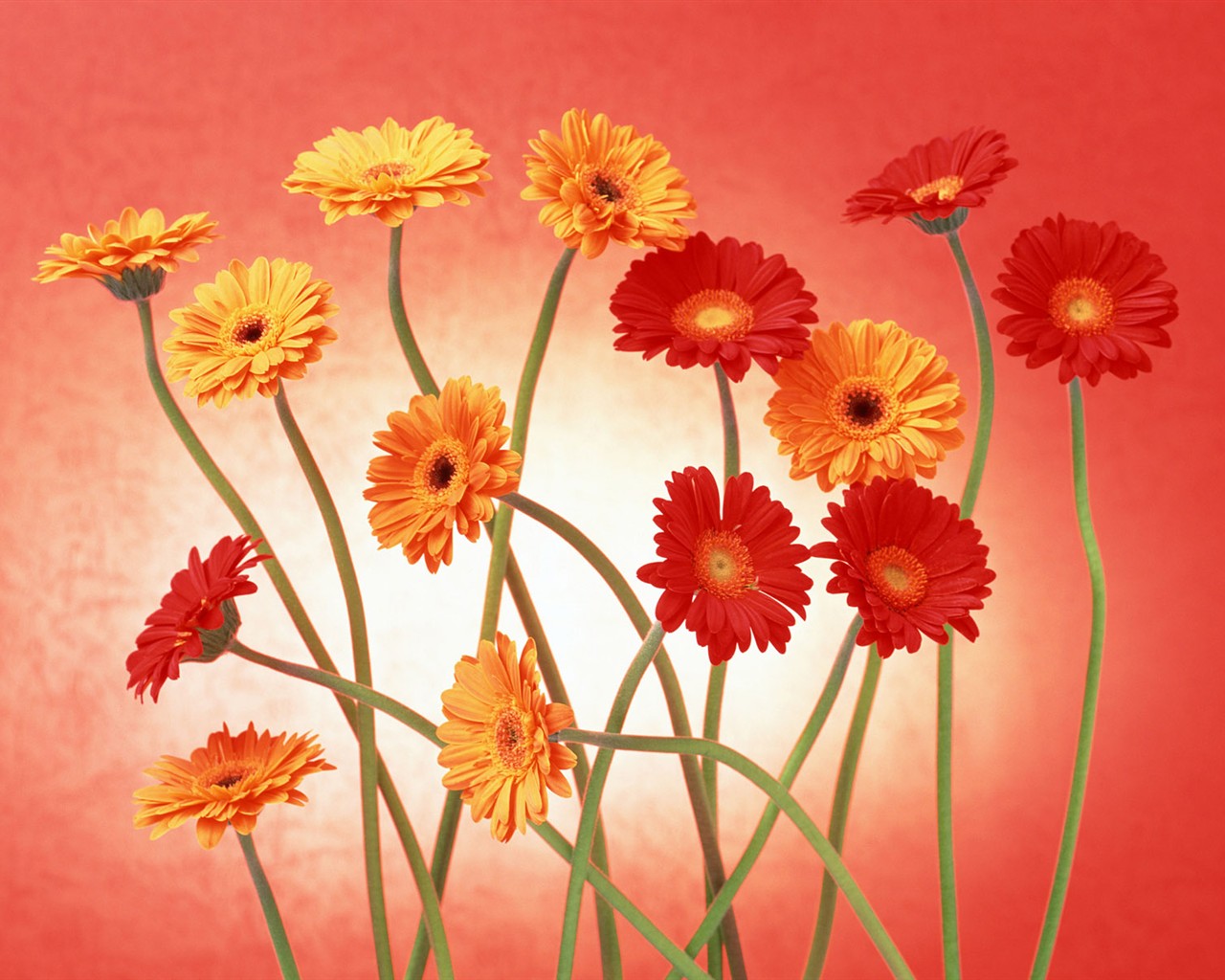 Květ Tapety na plochu výběr (2) #34 - 1280x1024
