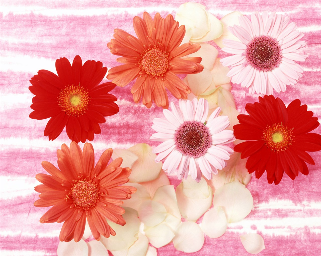 Květ Tapety na plochu výběr (2) #36 - 1280x1024